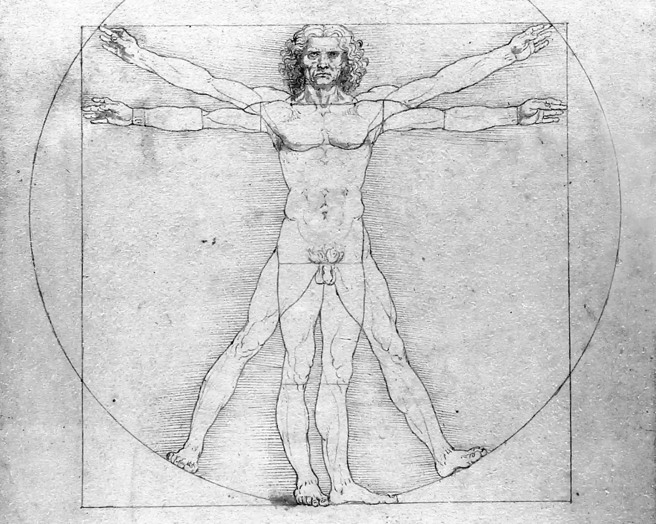 vitruvian man